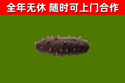 岳西烟酒回收干海参.jpg